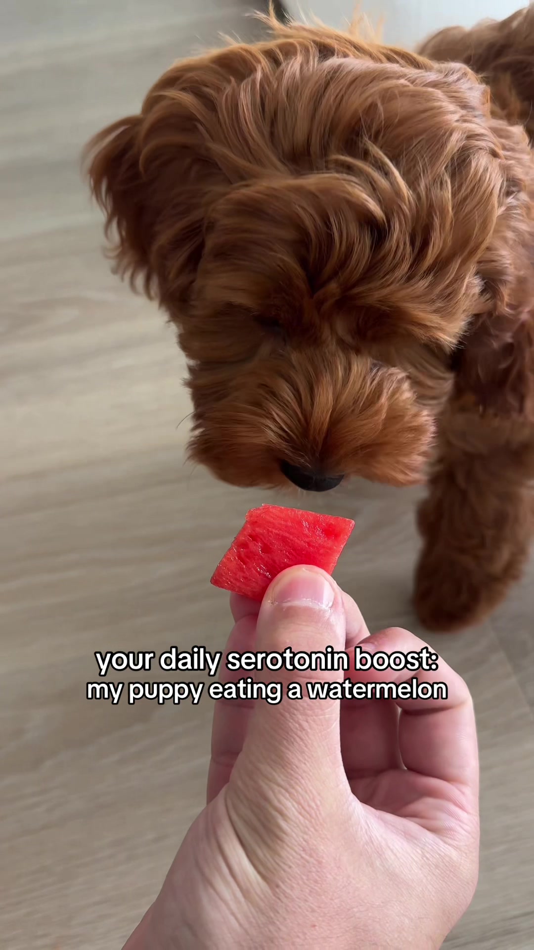@Lilo The Cockapoo