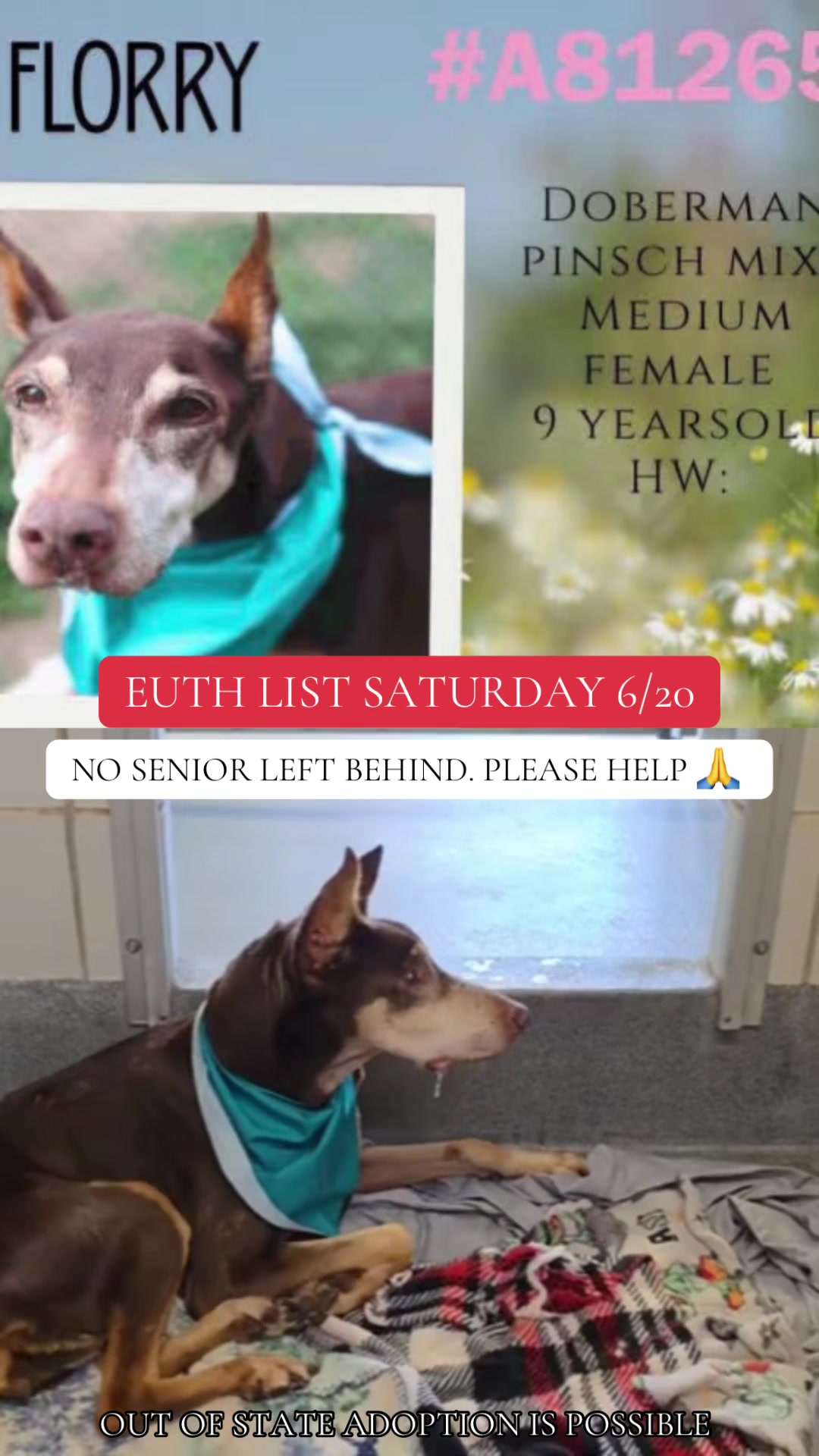 @@rescuedogs911