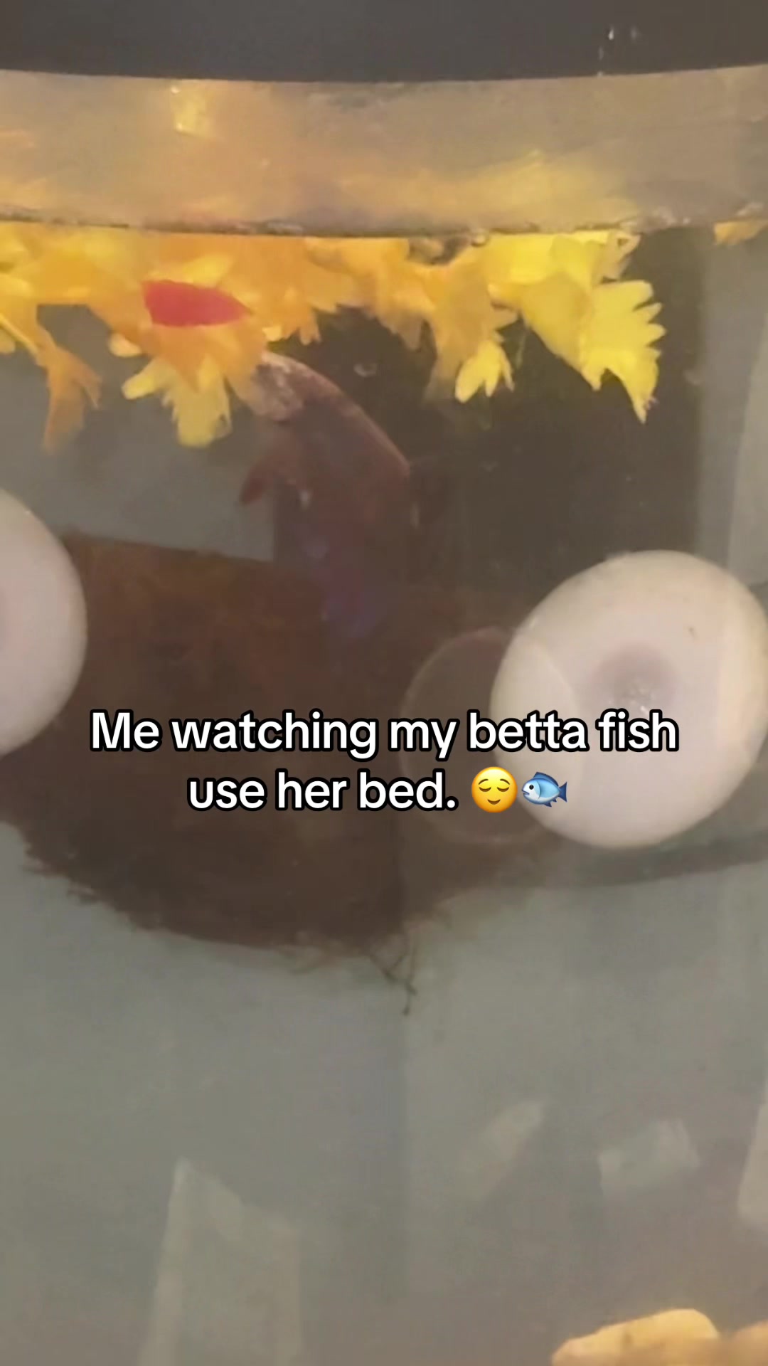 @Ricky