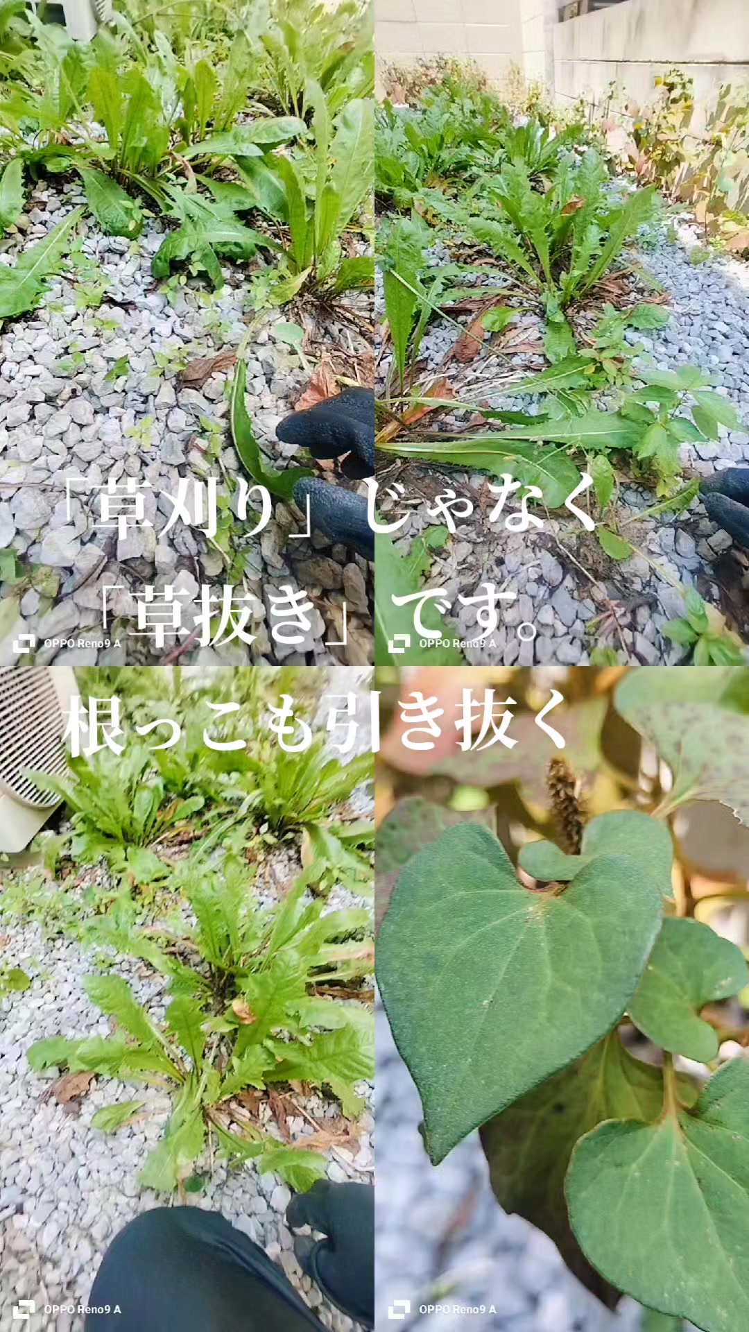 @🌿ありごれん🌿薬草🌿