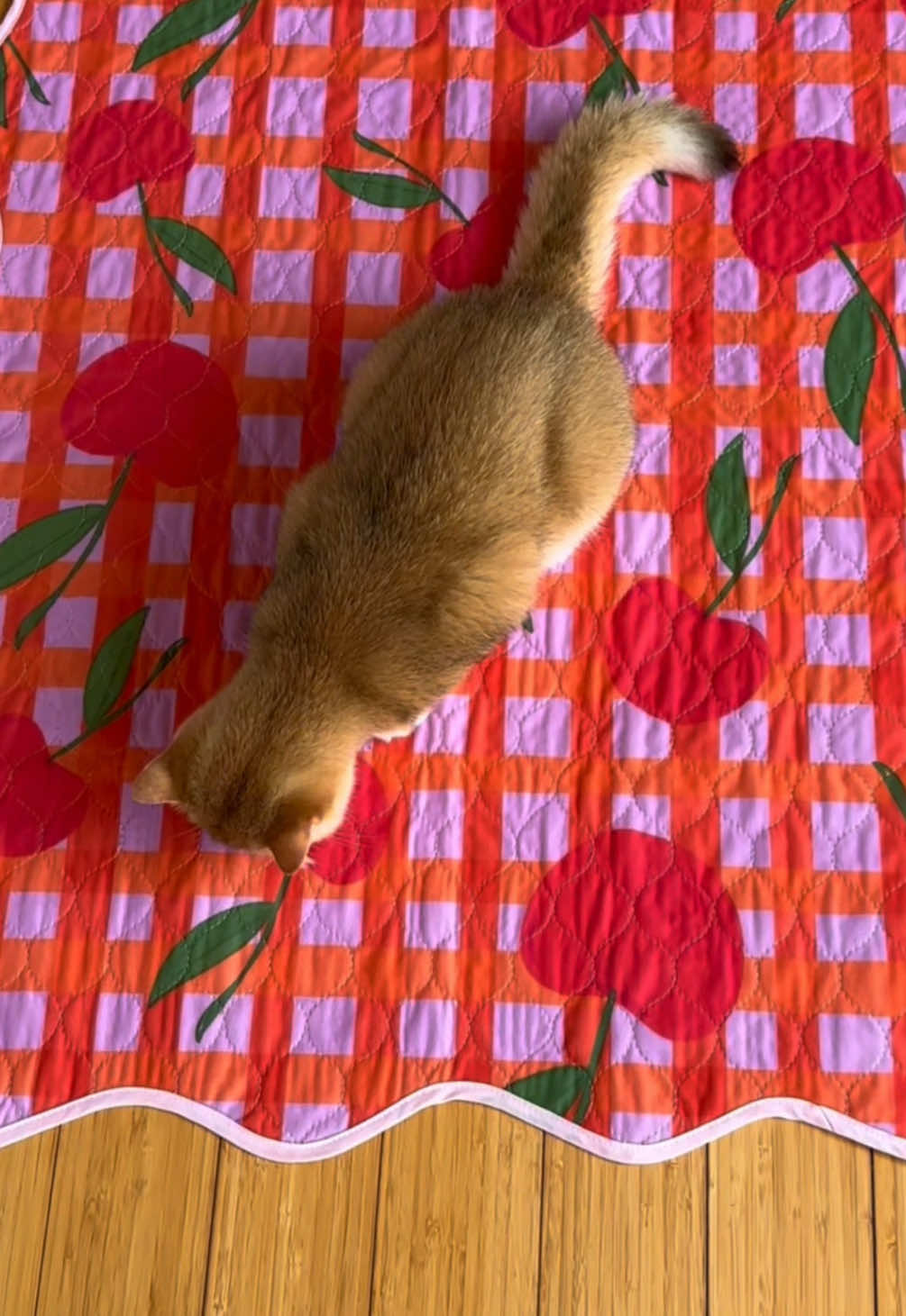 @Lovewag Pets