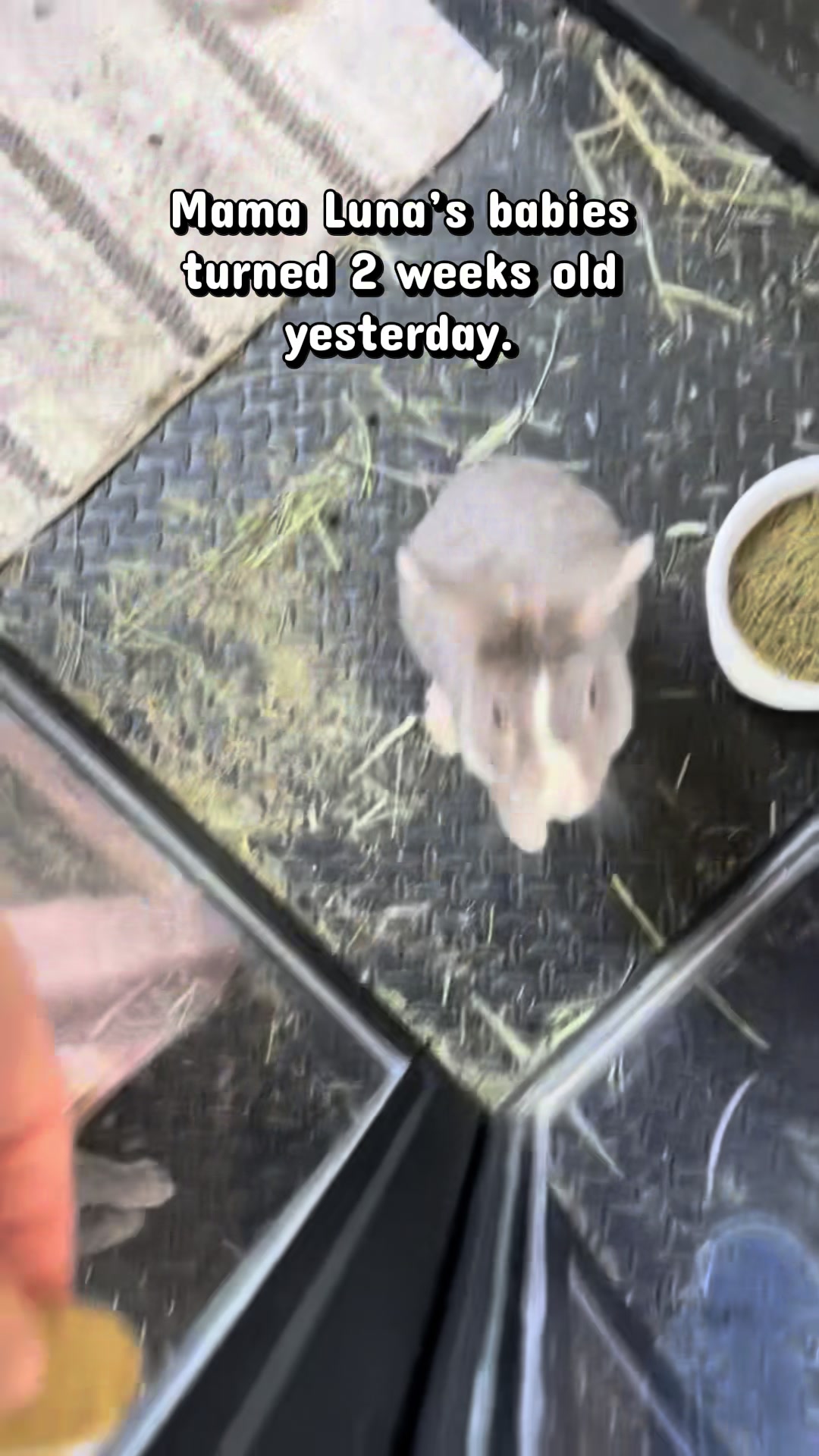 @Romeo Rabbit Rescue