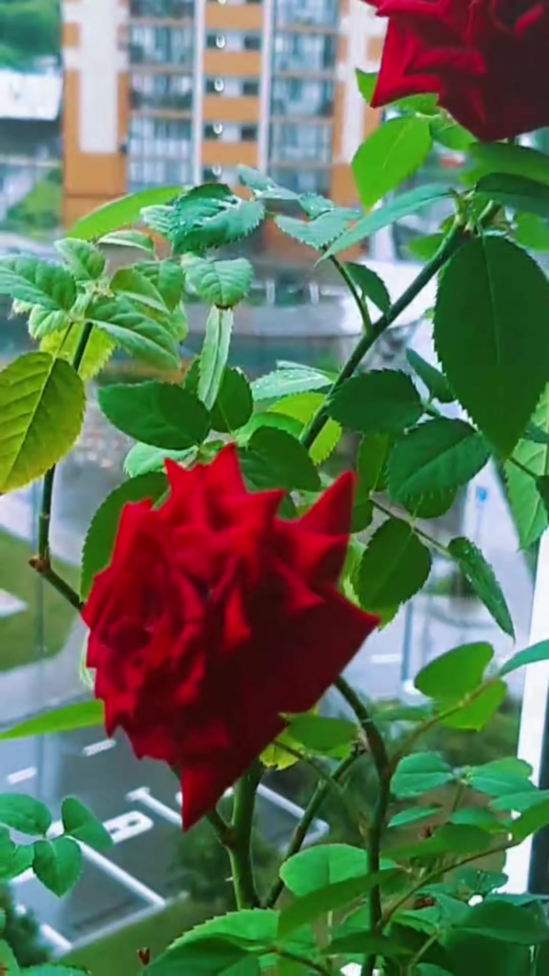 @🌹Arzu 🌹