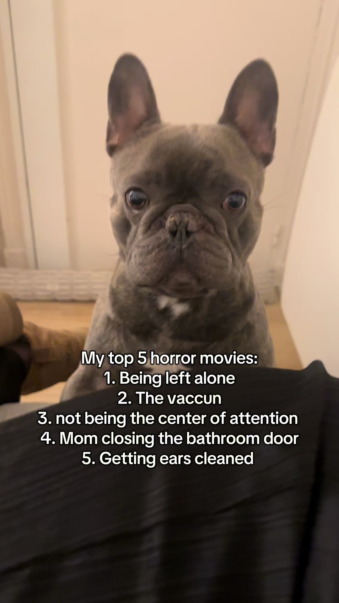 @Bose the frenchie
