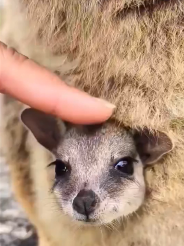 @Mundo dos Animais