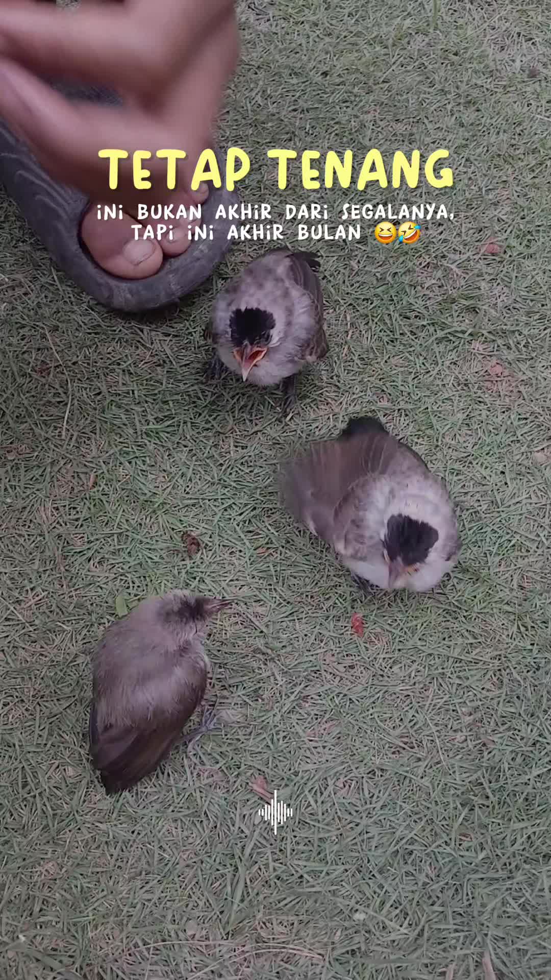 @KICAU SIPALING VIRAL