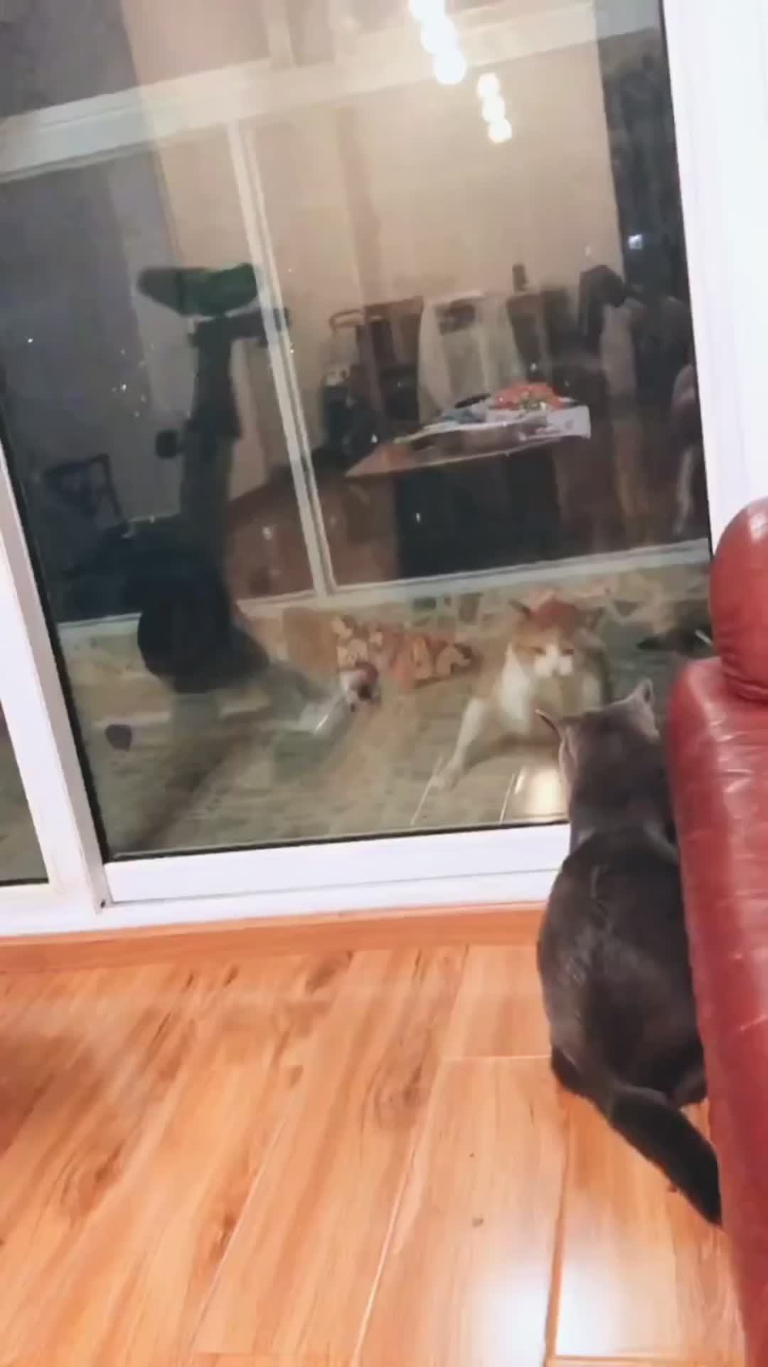 @pawsitive.energy