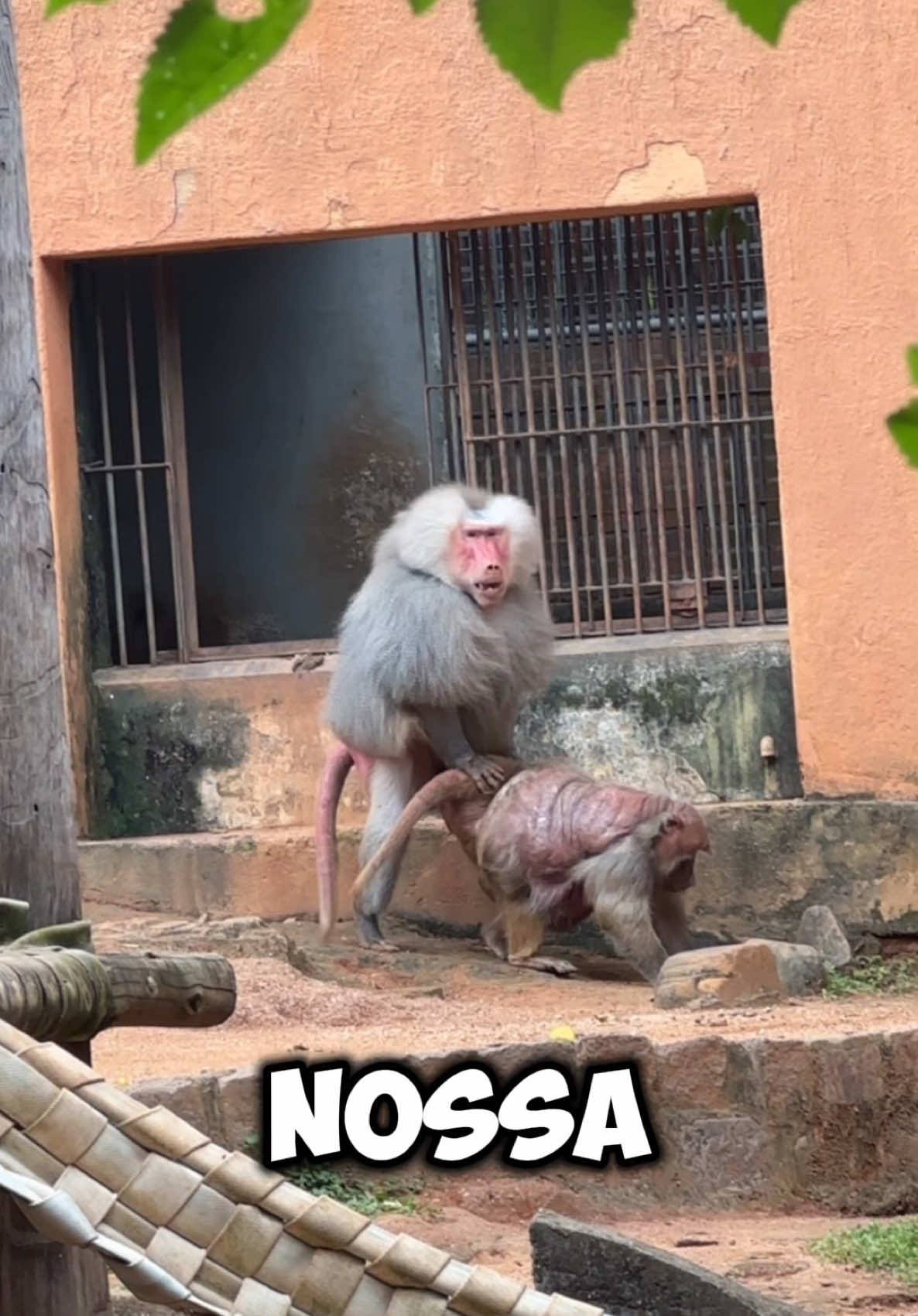 @Ademar Luquinhas