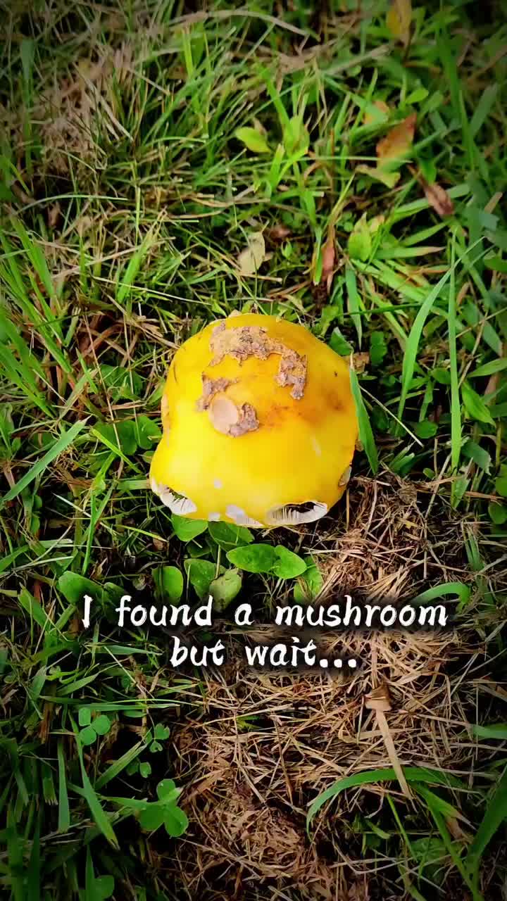 @Squirmywormy72