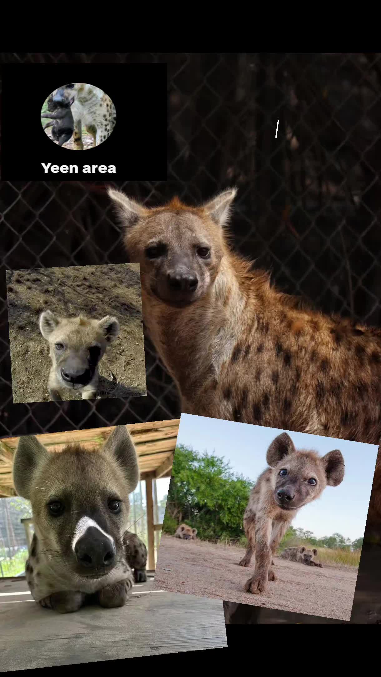 @AbrahamTheHyena✝️