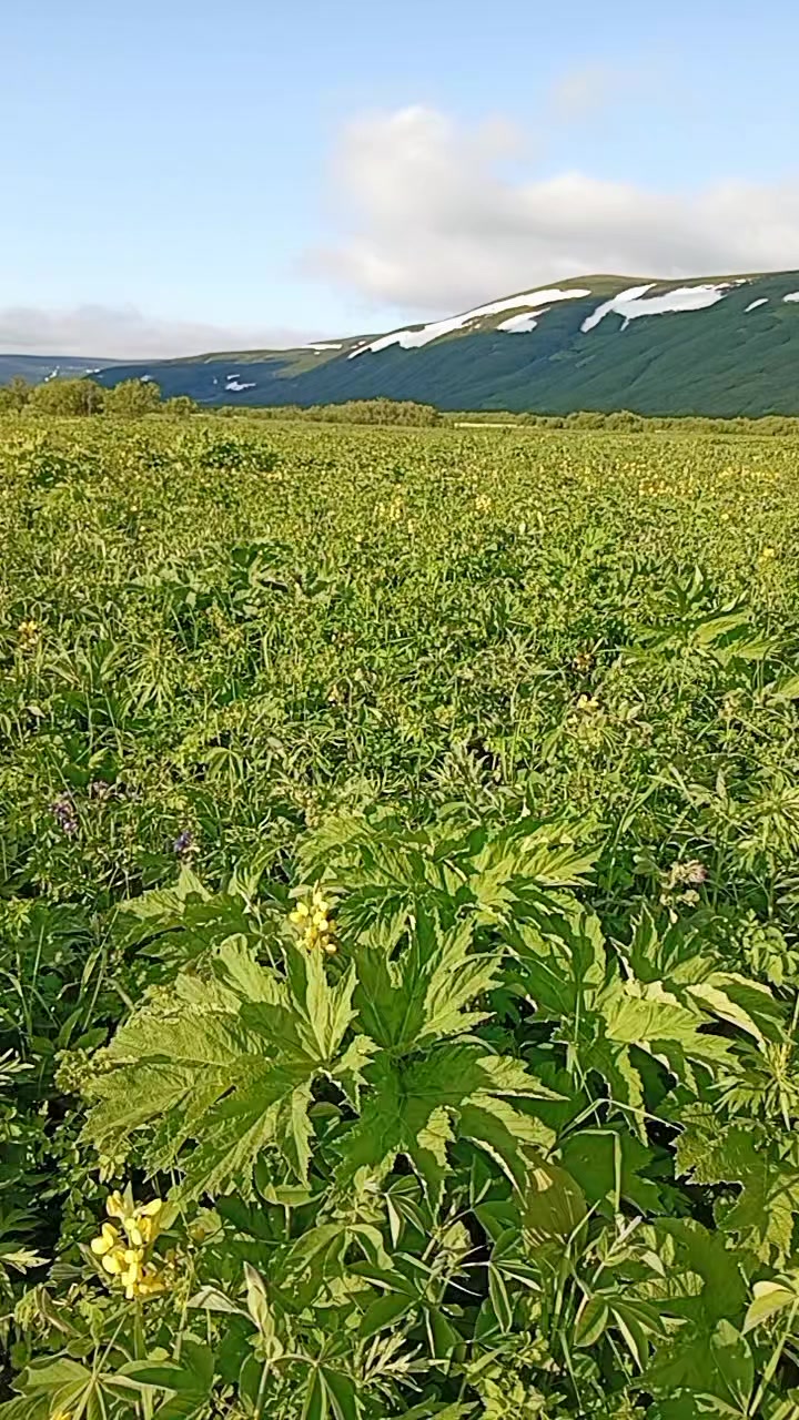 @Камола