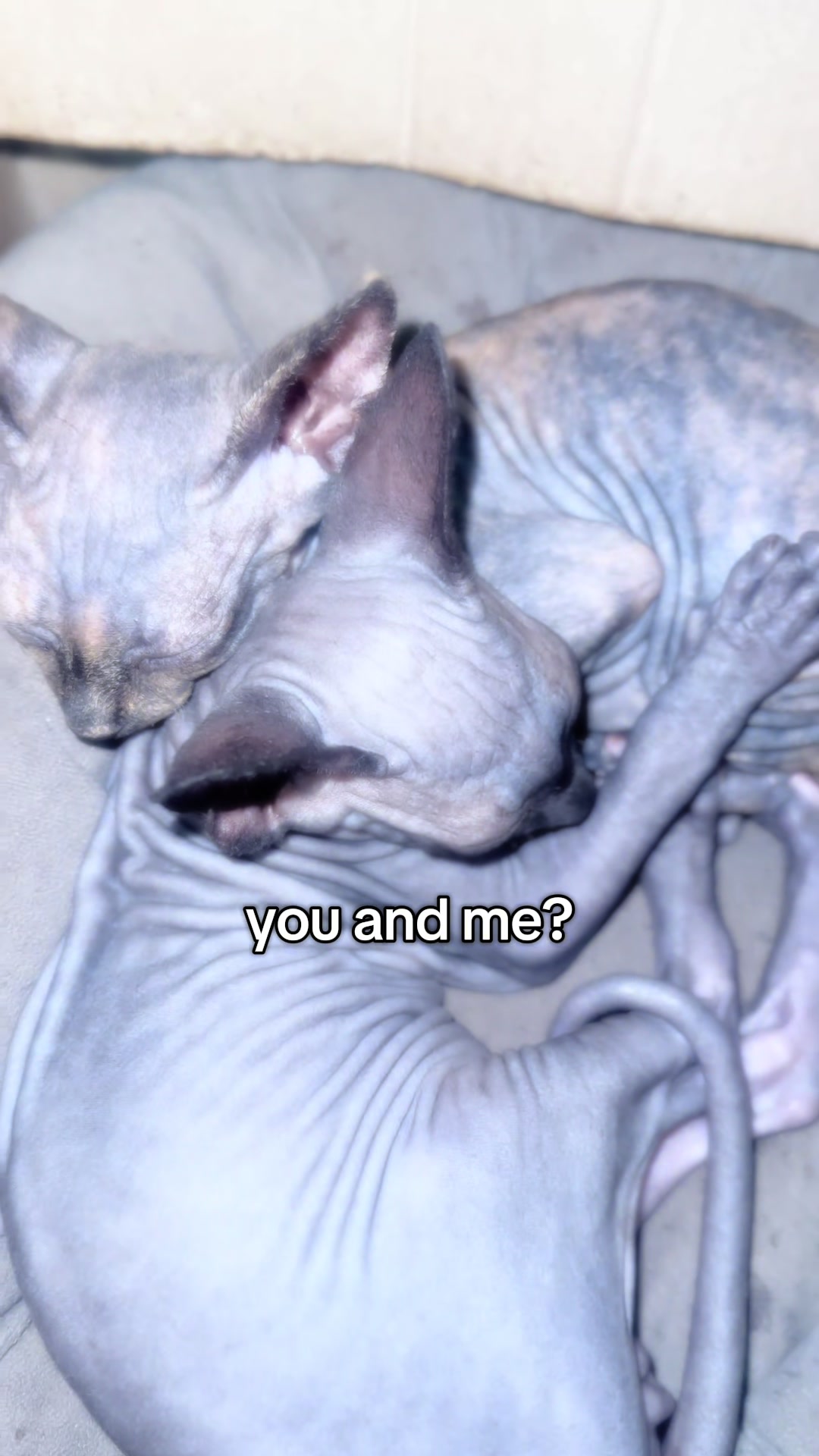 @puss1kat