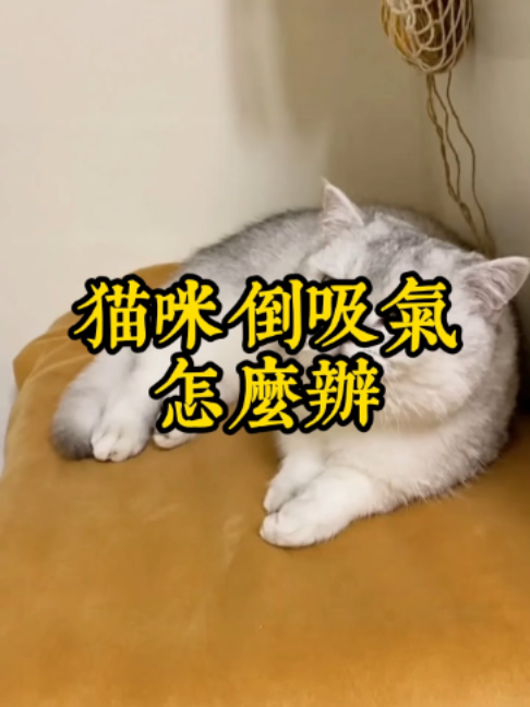 @catology