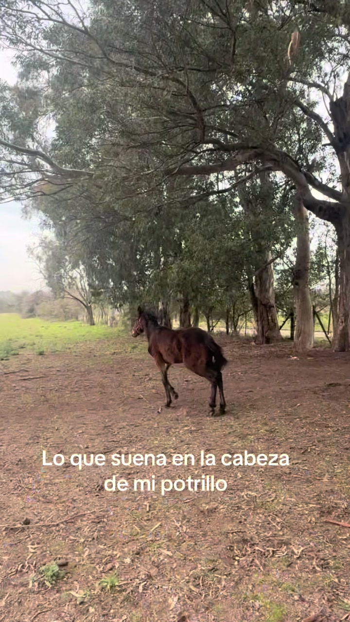 @lasjuanitas.equitacion