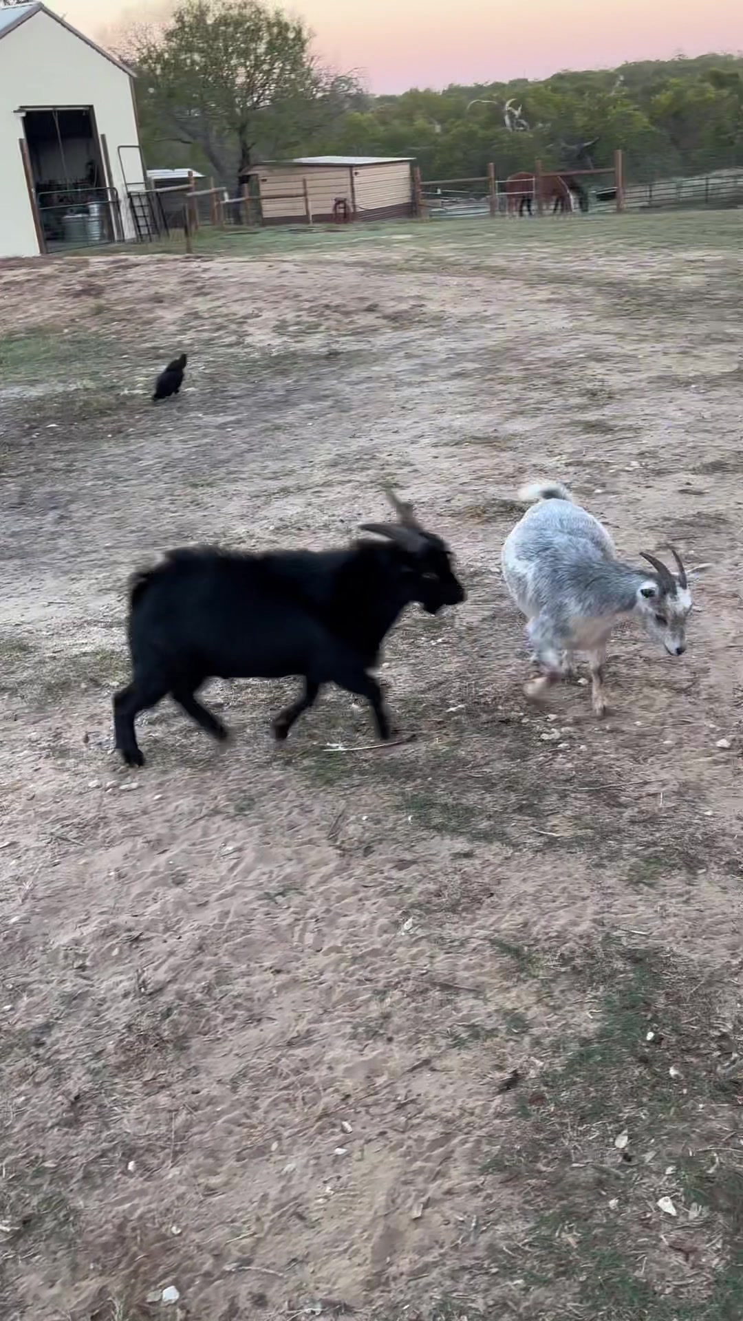 @JusticeRanch