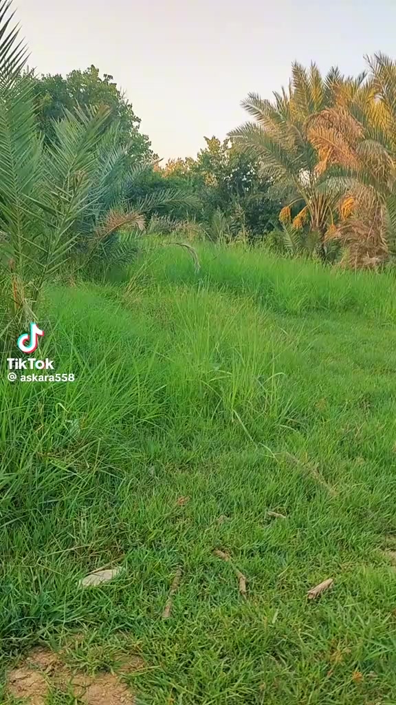 @مسك الختام