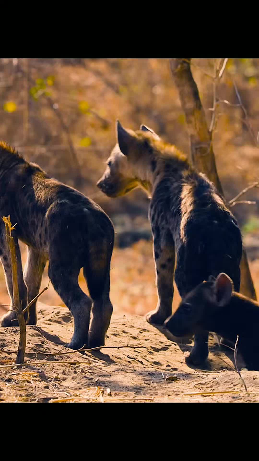 @Animallovers