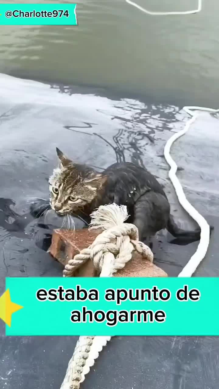 @Charlotte🐕🦺🐈🐕🦬🐐🐎🐄🐒