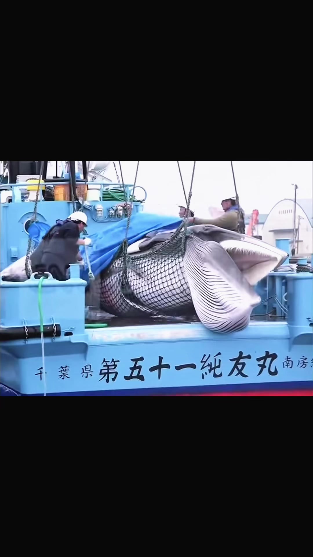 @SEA SHEPHERD
