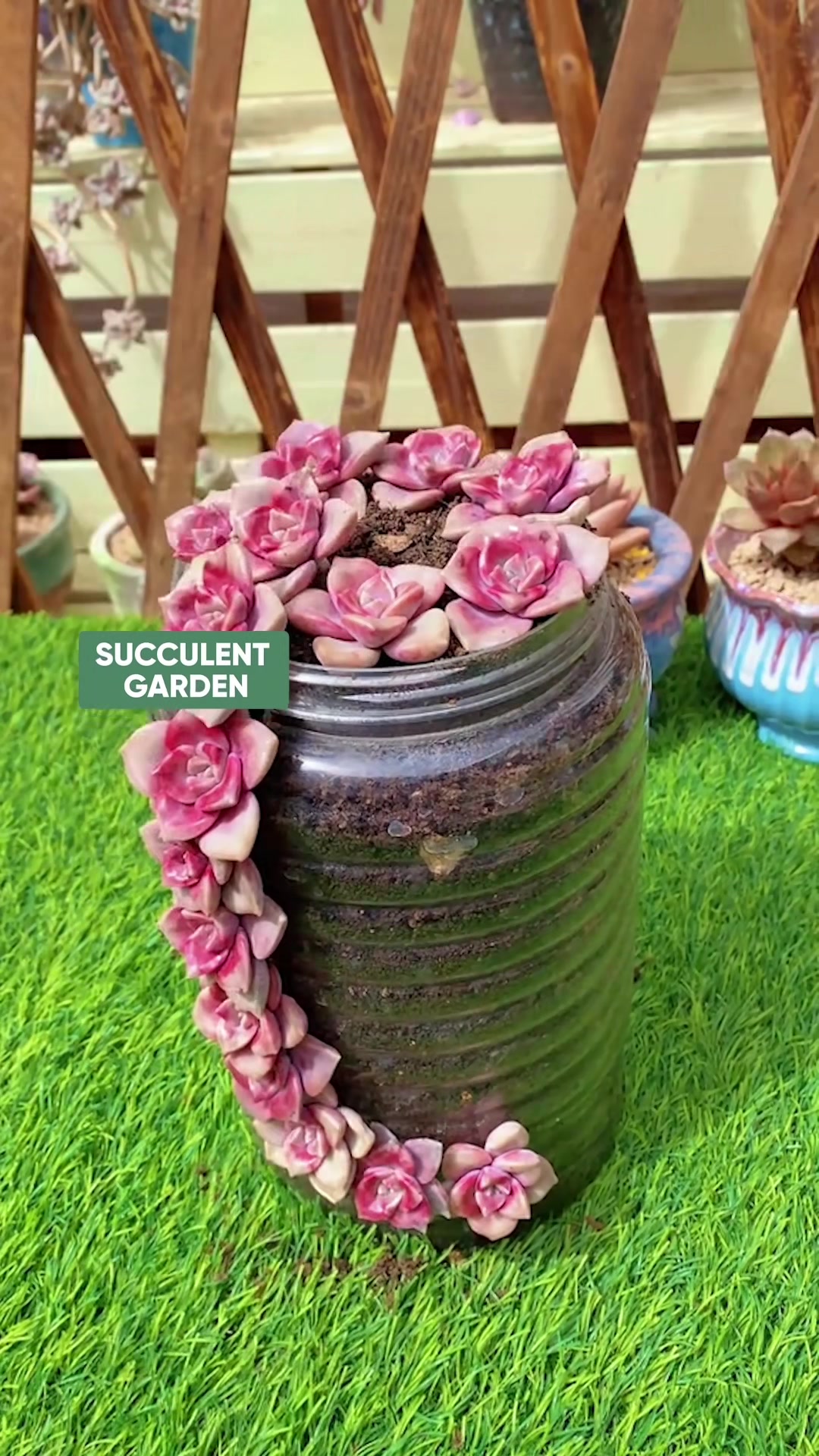 @Succulent Garden