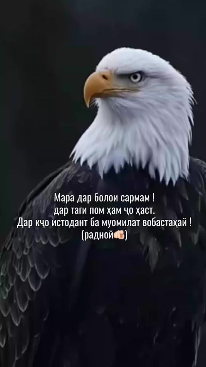 @VIP 0808