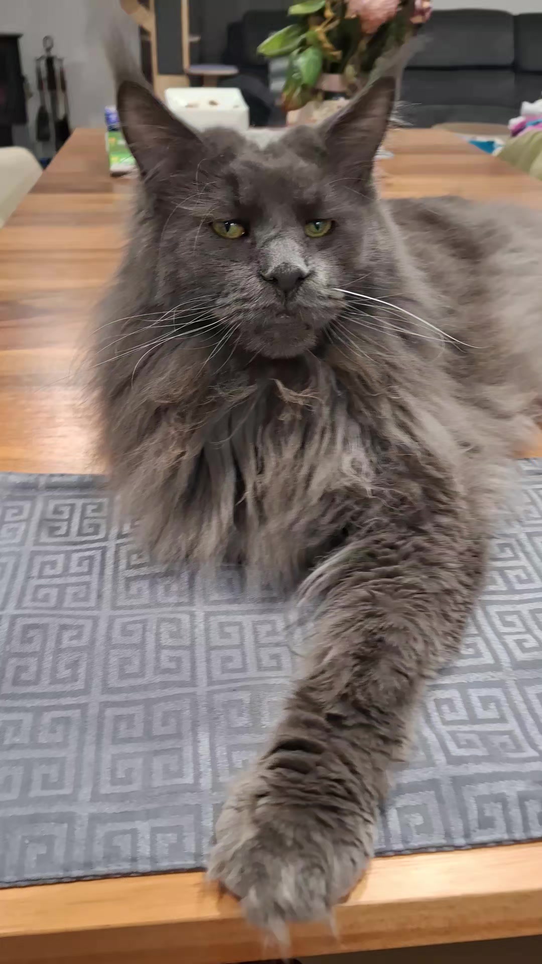@Ragnar the Maine Coon 🐈