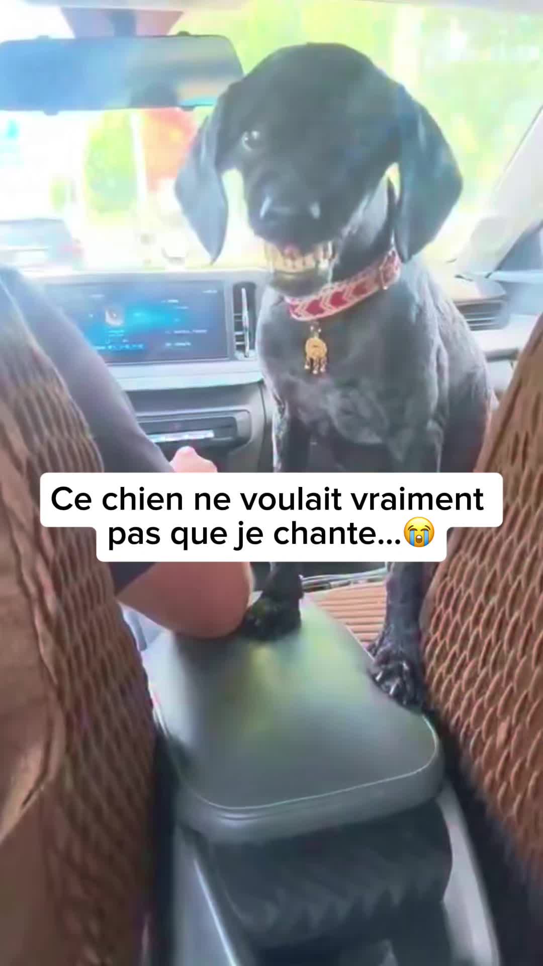 @Meeko