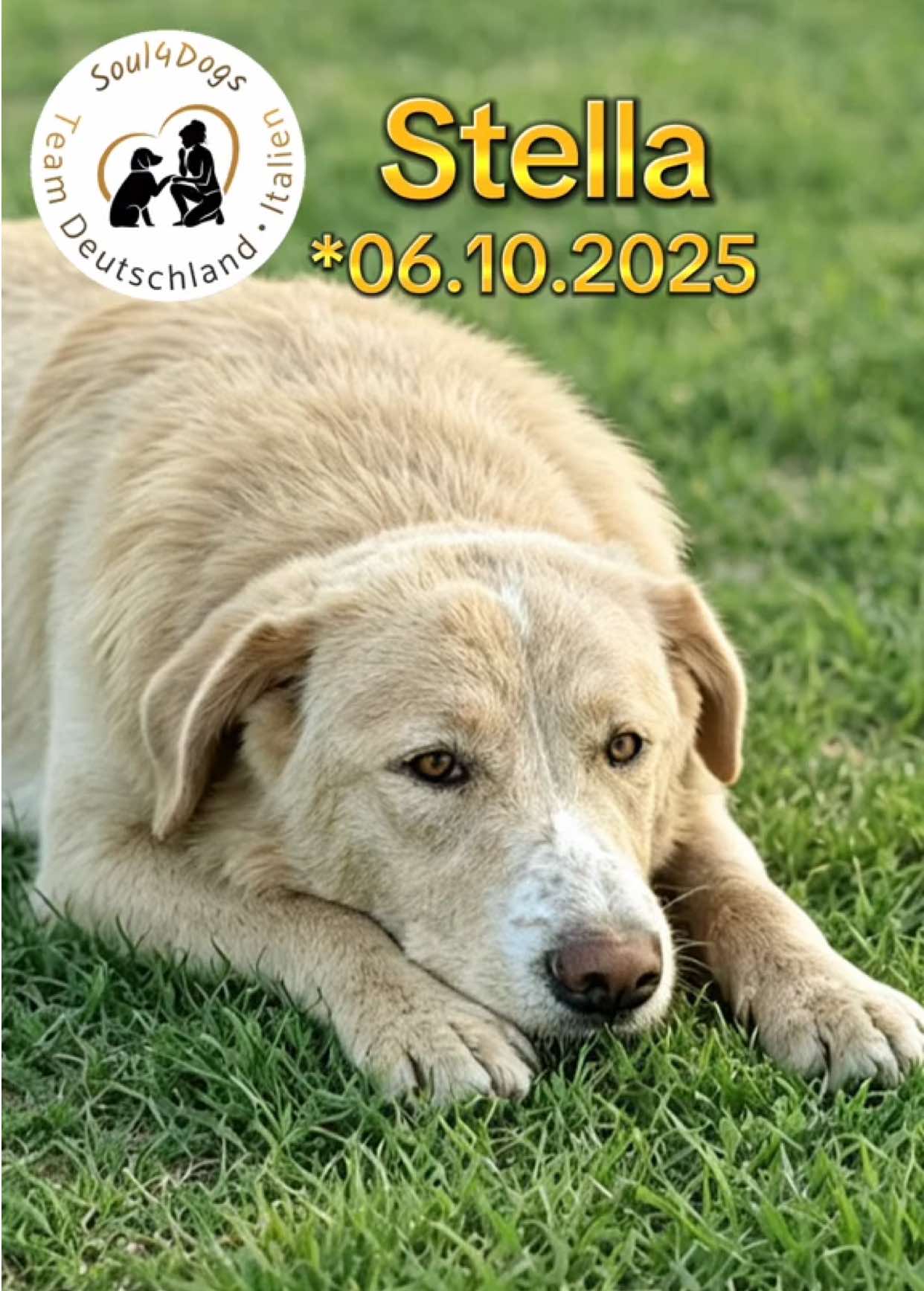 @soul4dogs
