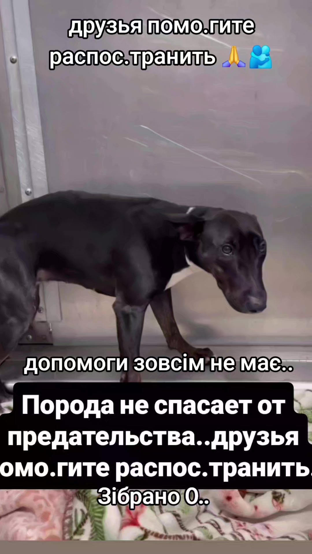 @animal