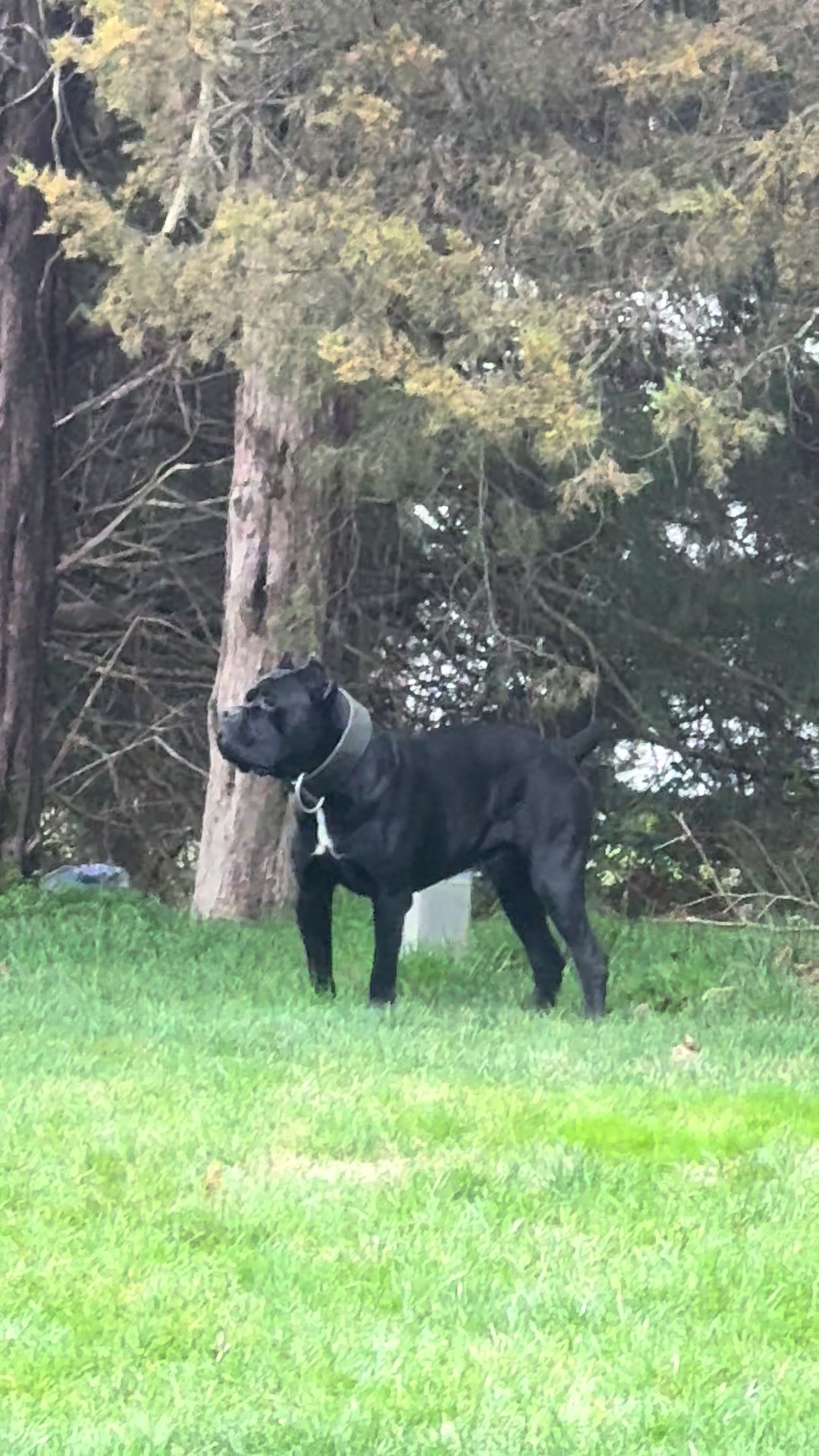 @Irongates Canecorso