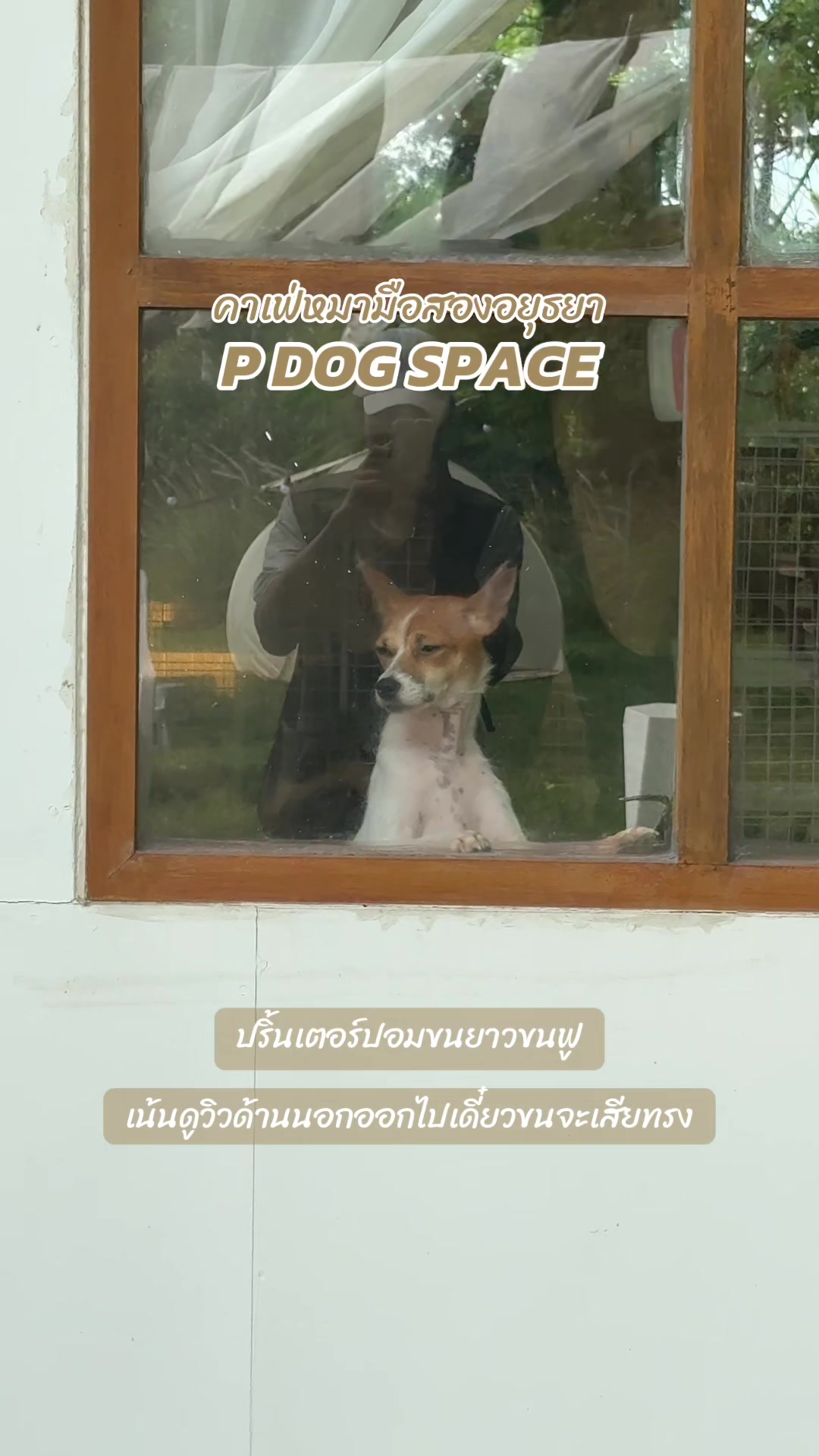 @P Dog Space คาเฟ่หมามือสอง 🐶