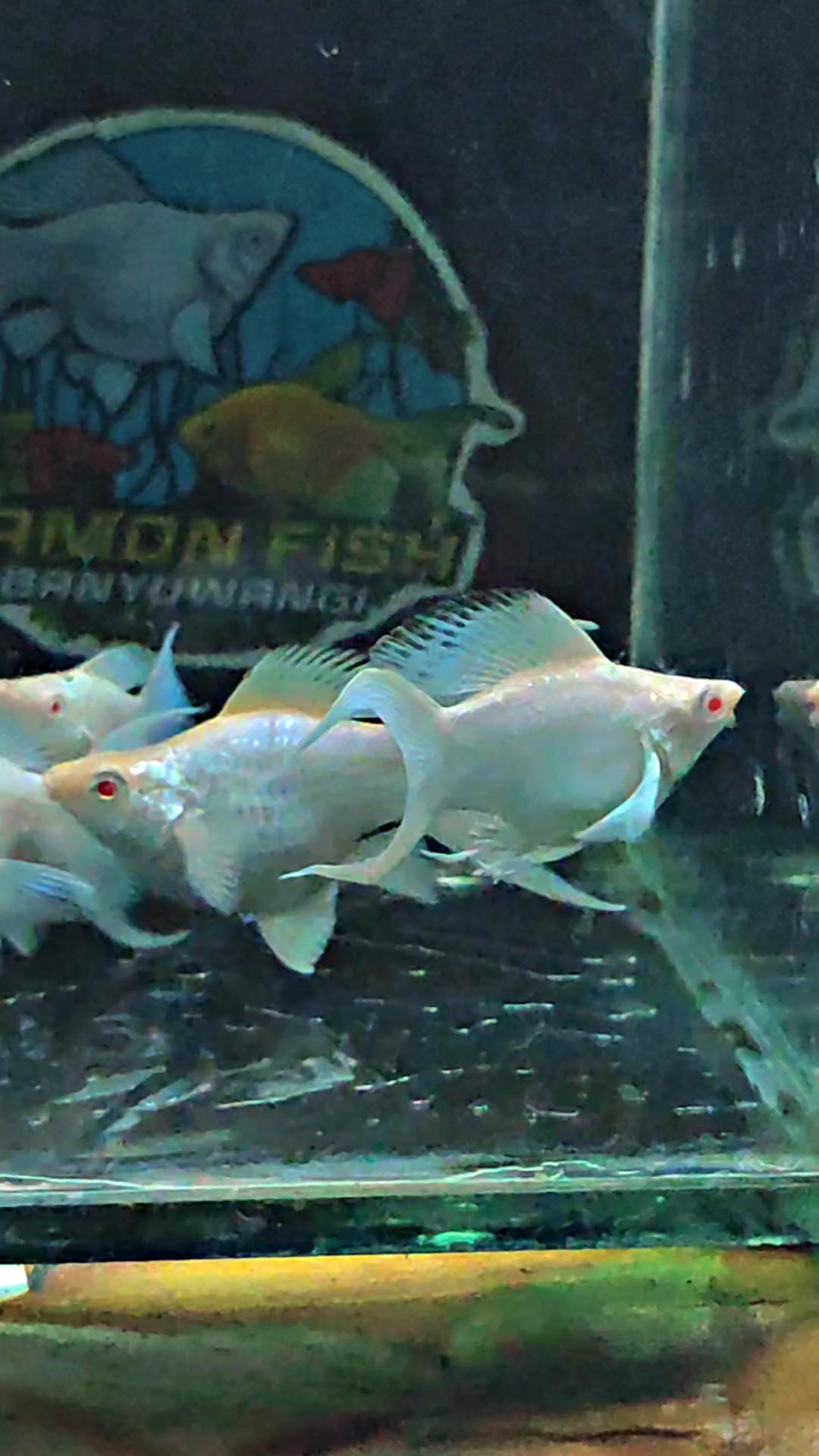 @Ramon Fish Banyuwangi