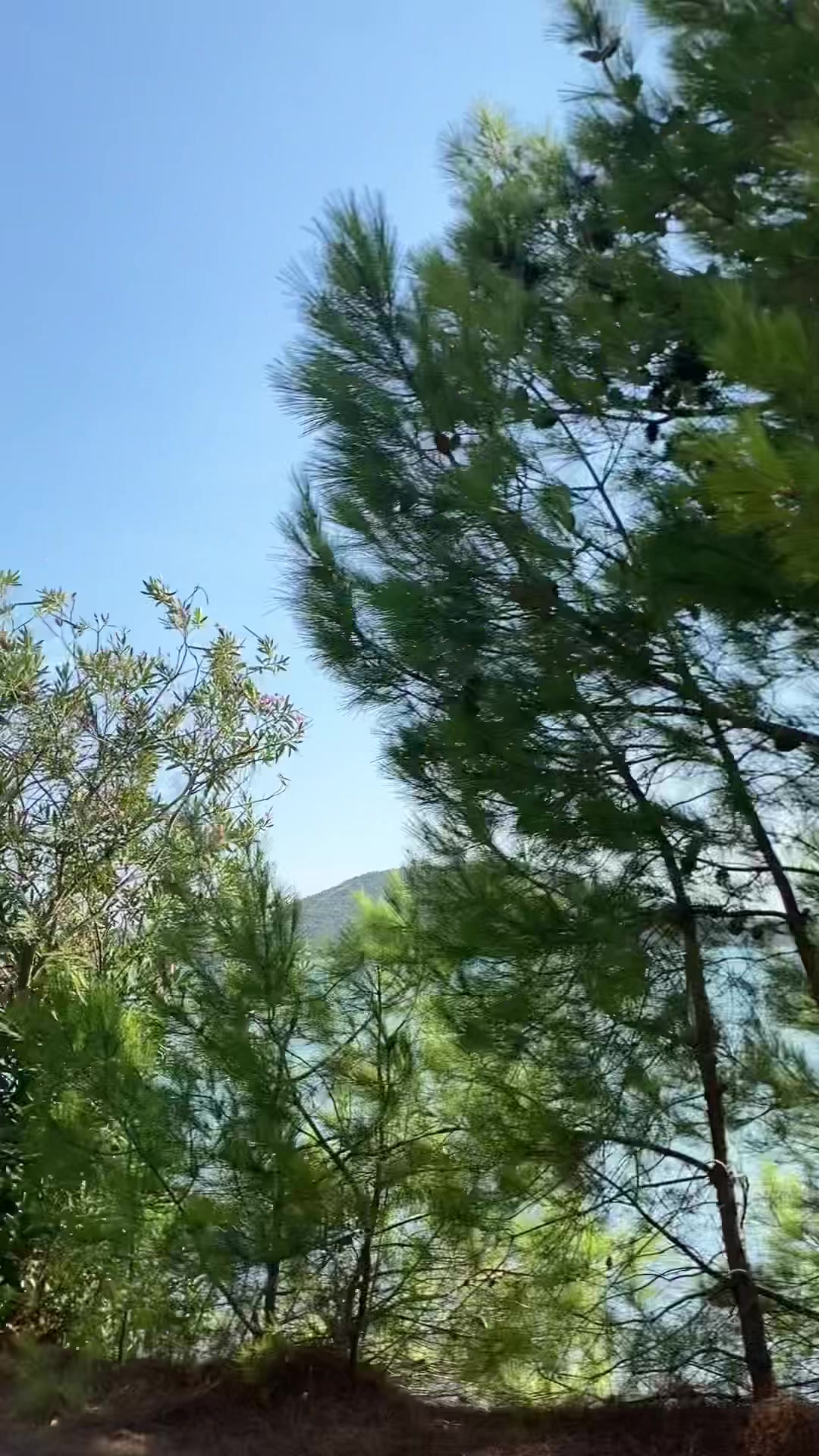 @Dilruba Balcı 🦋