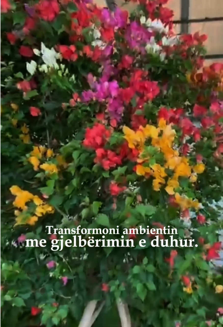 @Giardino Relata