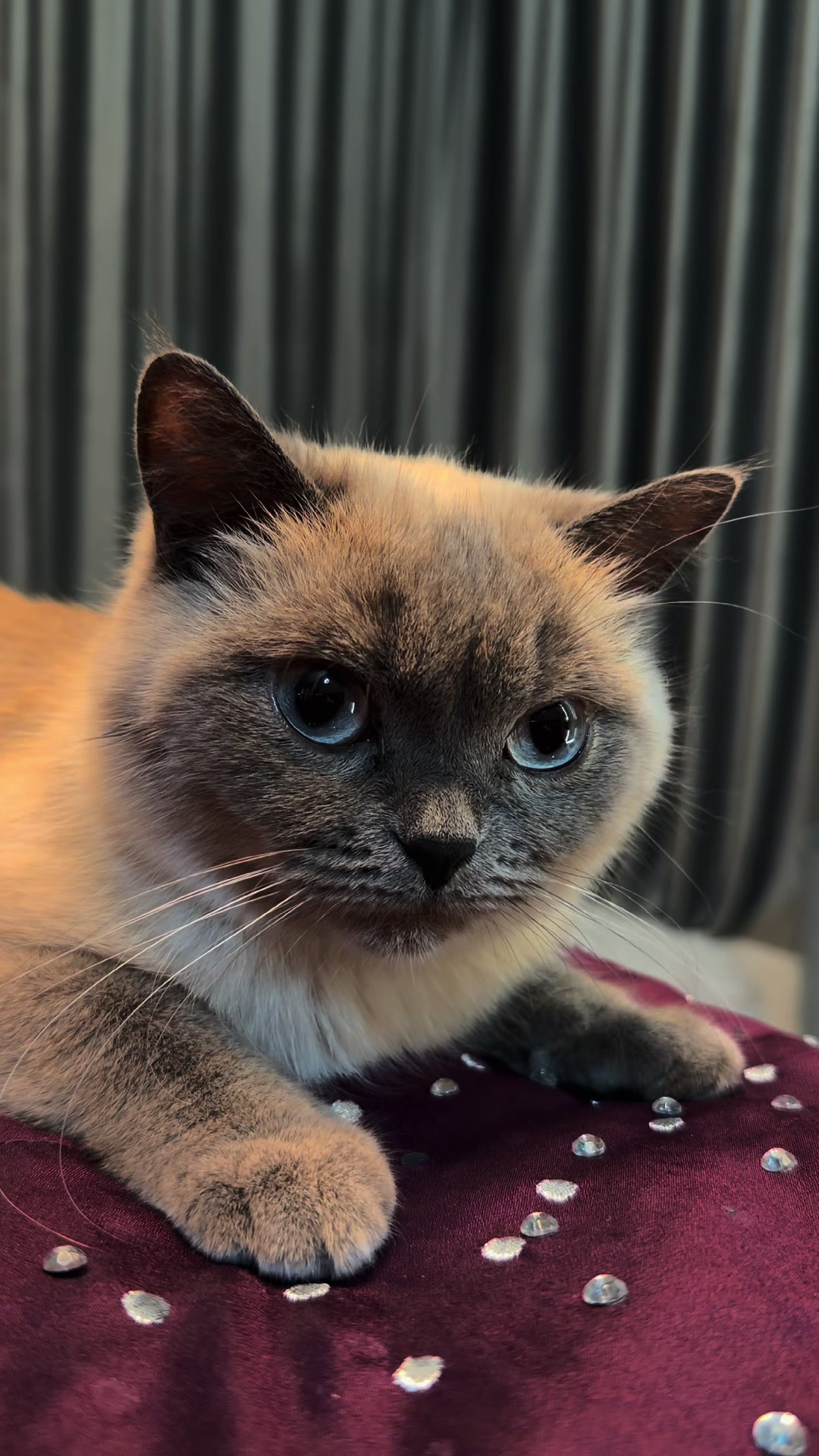 @Трускавецька киця 😻