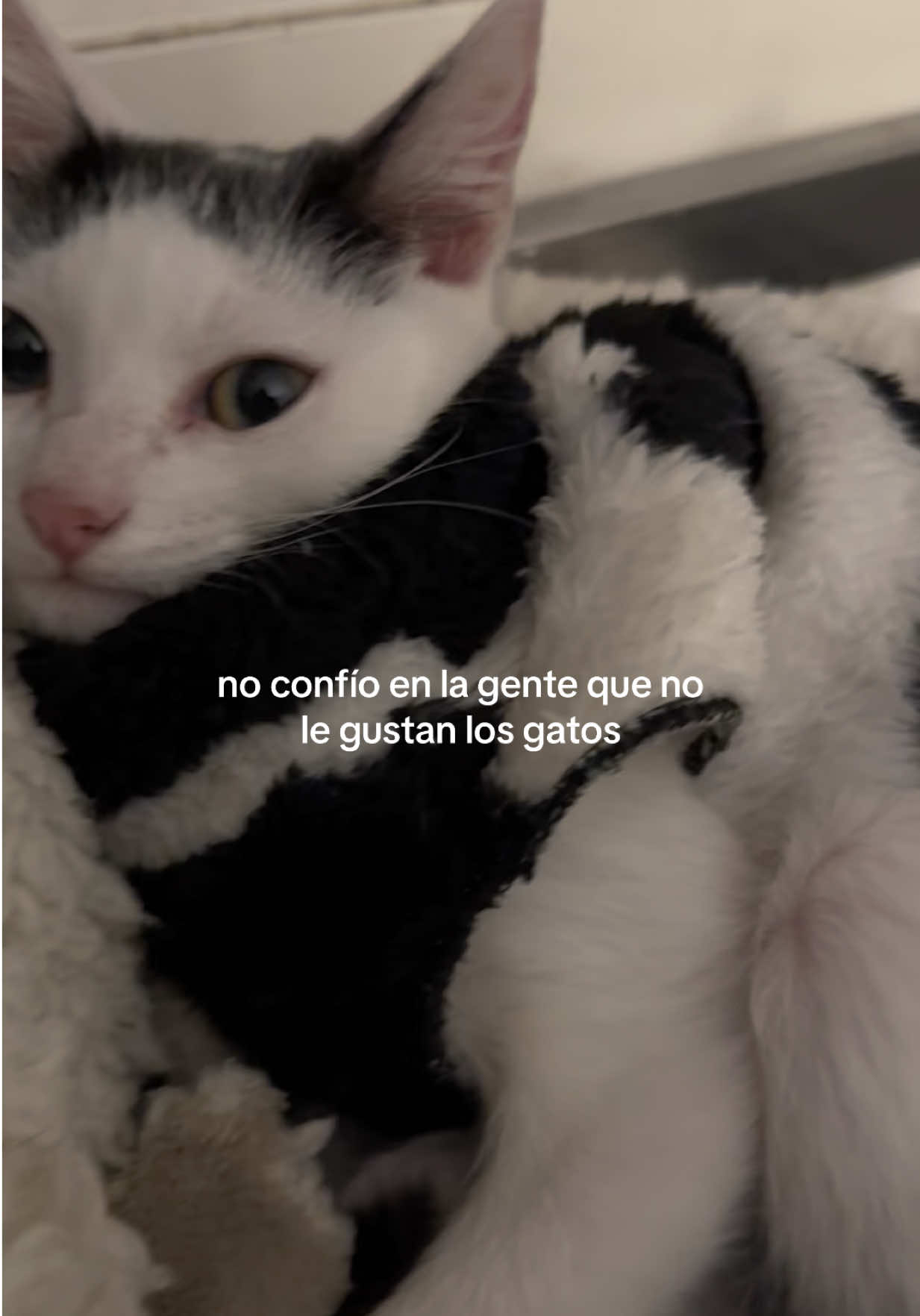 @memi
