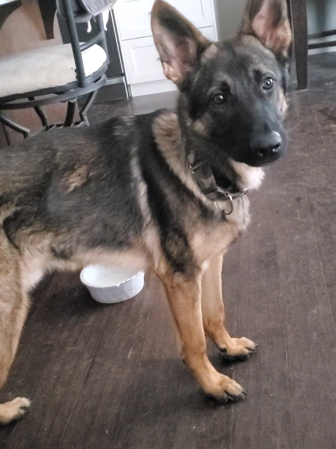 @K9 REECON & K9 GRITT