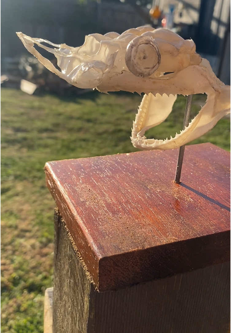 @Shark Jaw Displaying