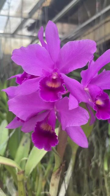 @Anarda Orchids