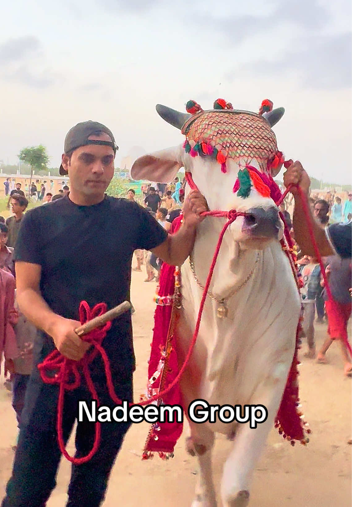 @Karachi Bull lovers