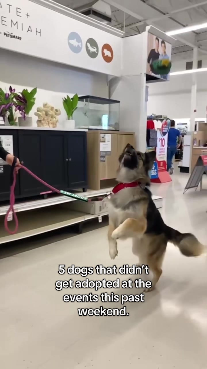 @716 PAWS