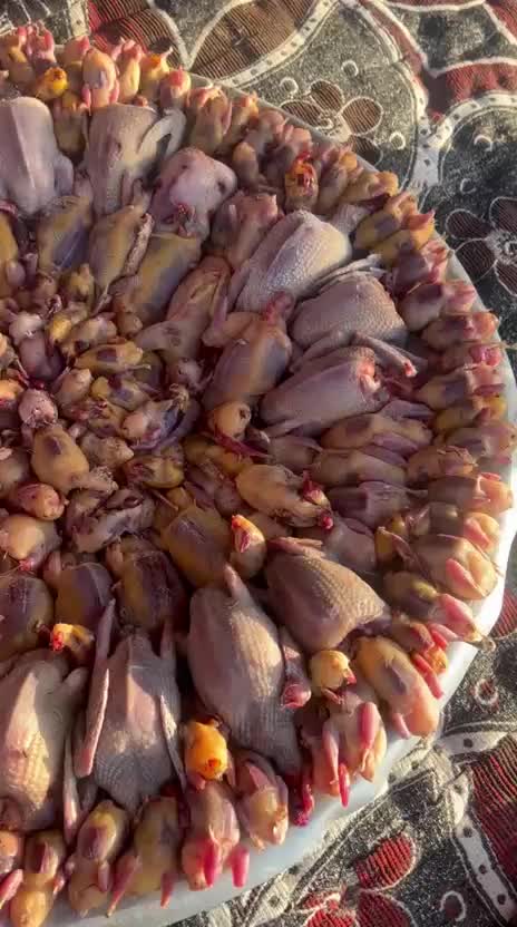 @حكيم عياد المغواري