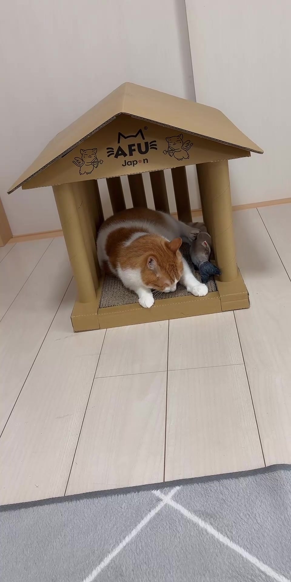 @猫のはっさく