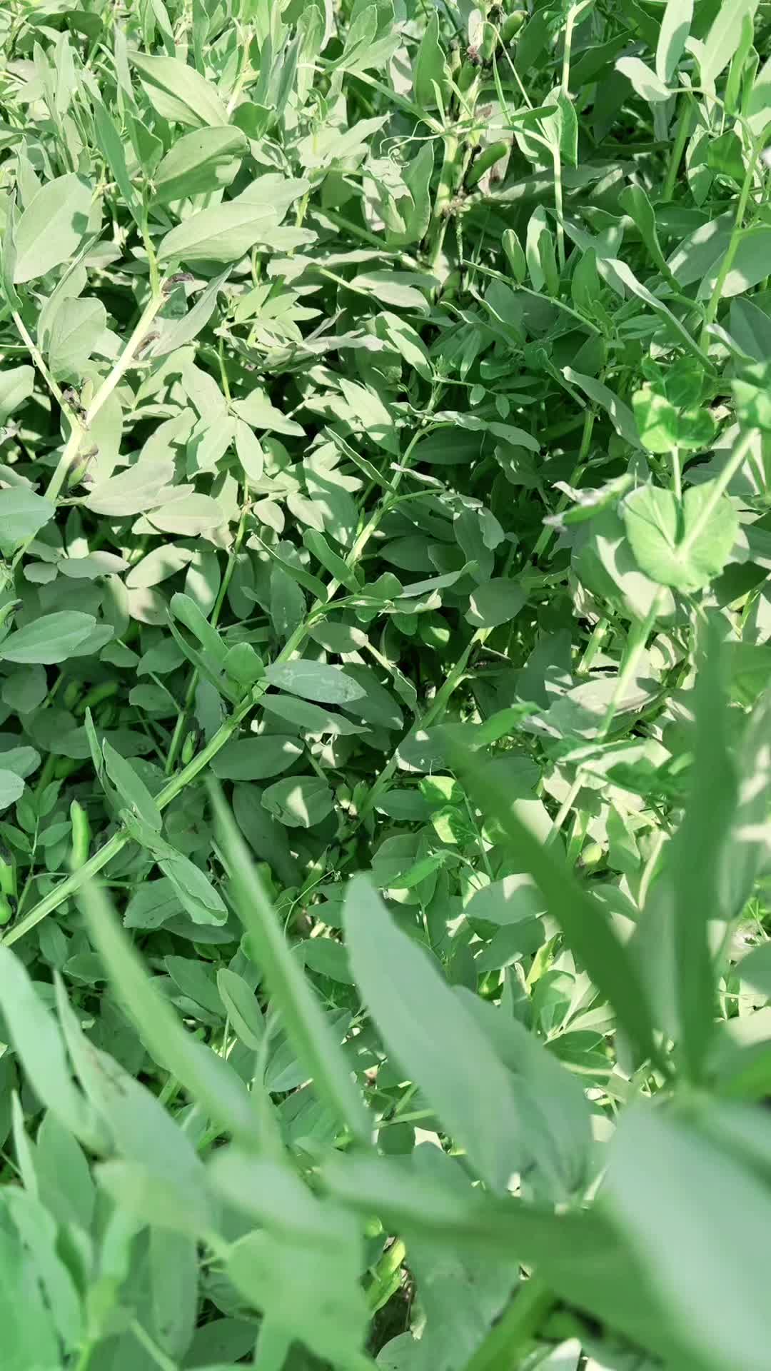 @Rãüñïyâr B0y