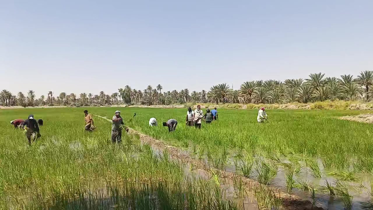 @ابو سلمان العباسي