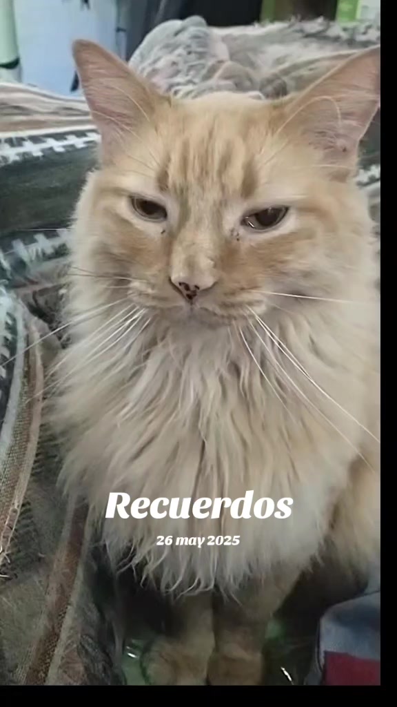 @petuchis