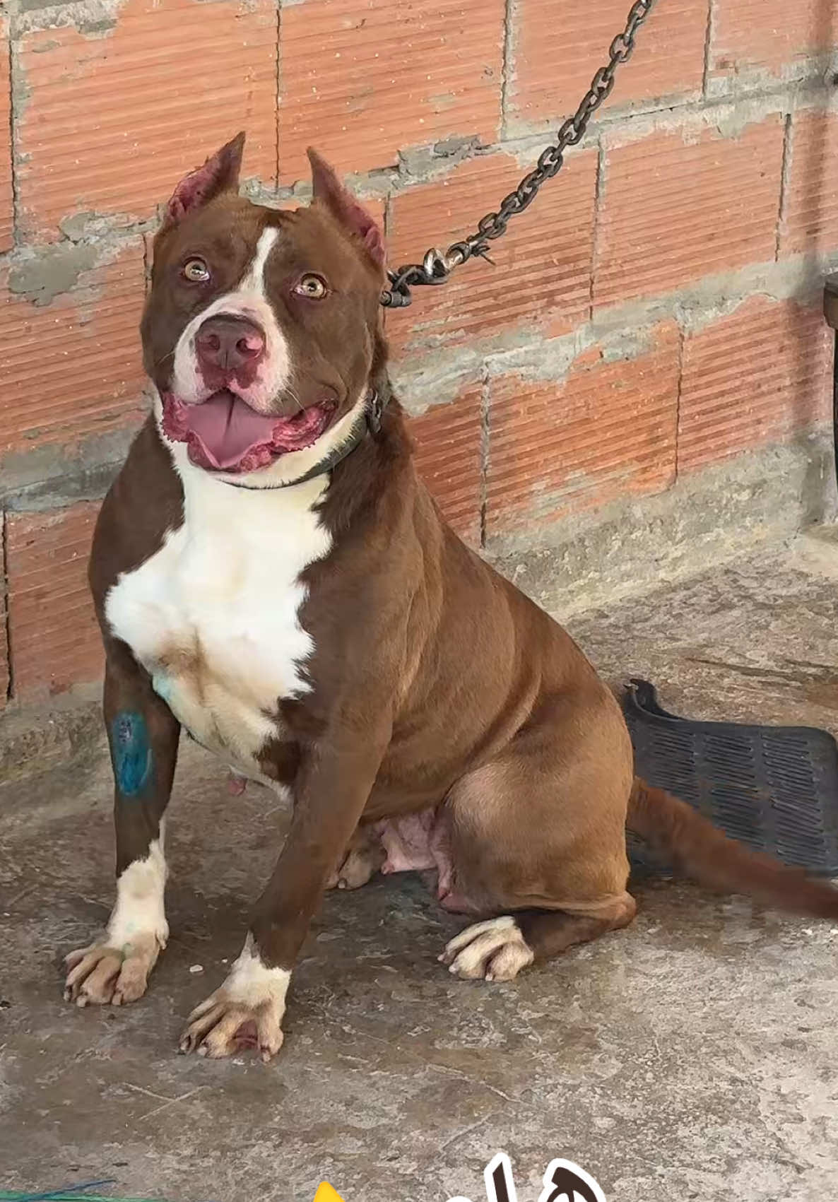 @husky Athena🇩🇿🇹🇳🇲🇦