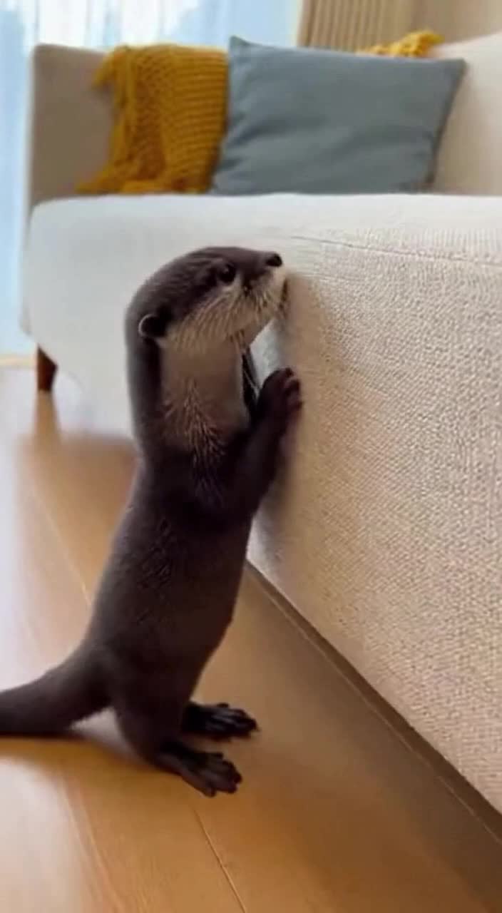 @baby_otters0