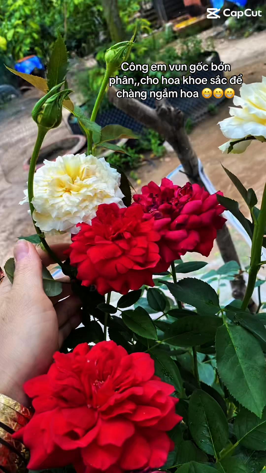 @HOA HỒNG CÓ GAI 🌹🌹🌺🌺🌻🌻