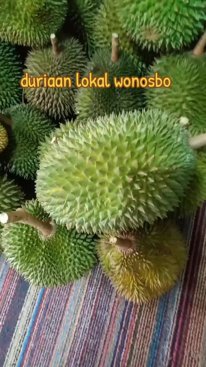 @pono duriaan wsb 🇲🇨🆗🔄🔂☎️